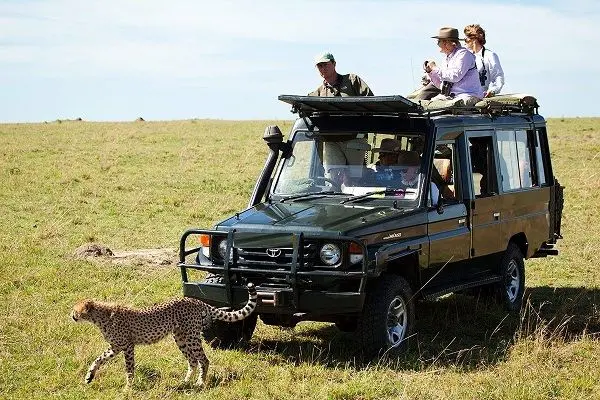 Cheetah close to tourists vehicle