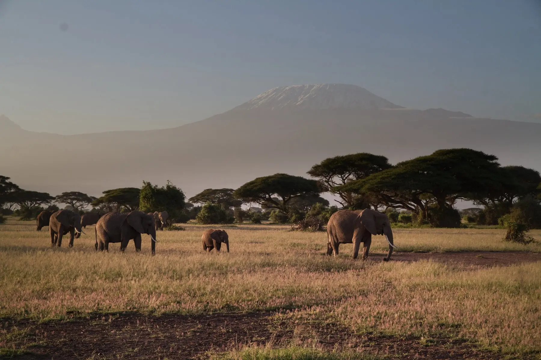 Elephants grazing