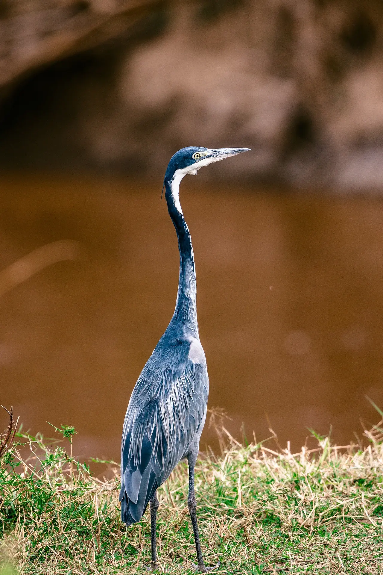 Beautiful birds scene