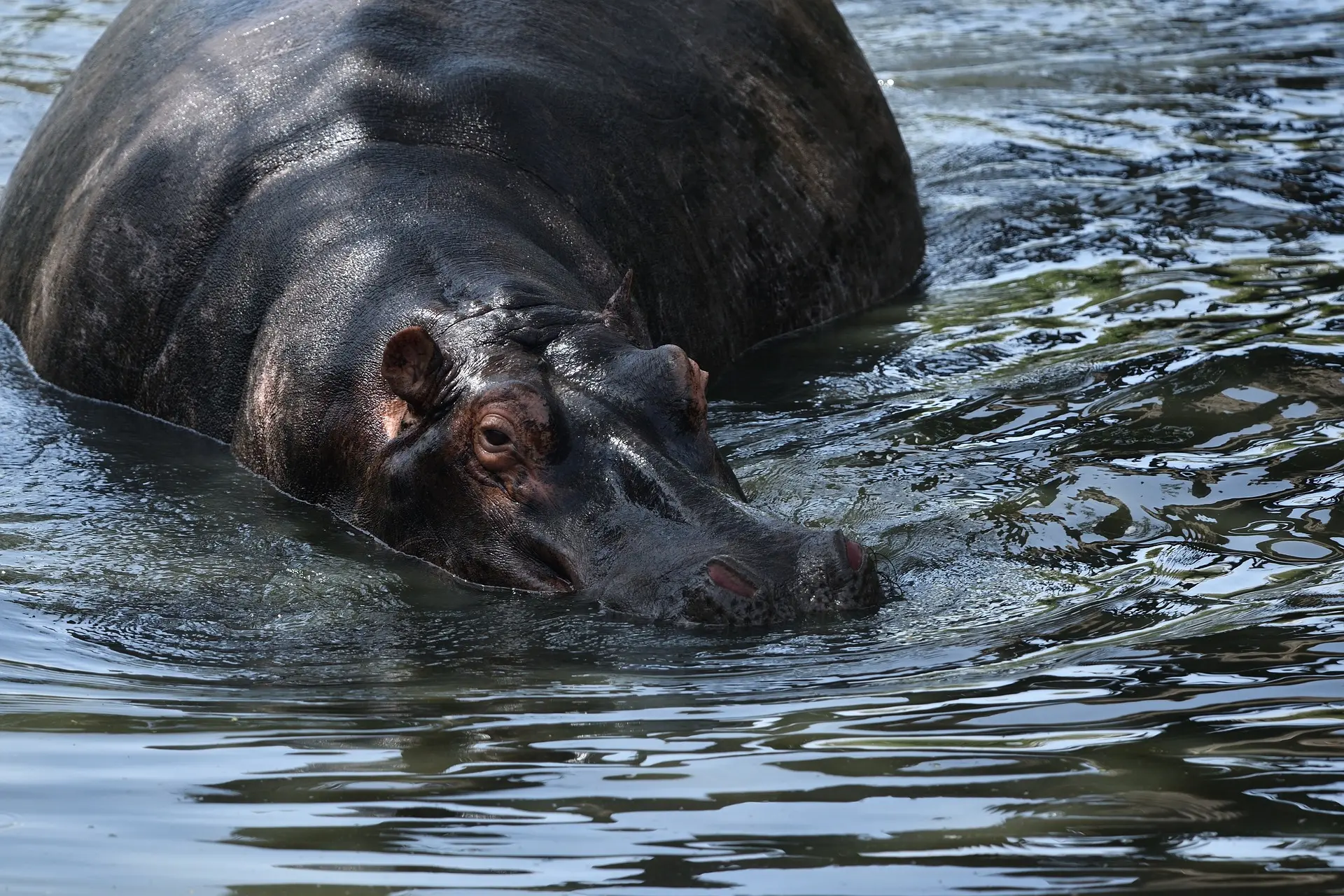 Hippo on the go