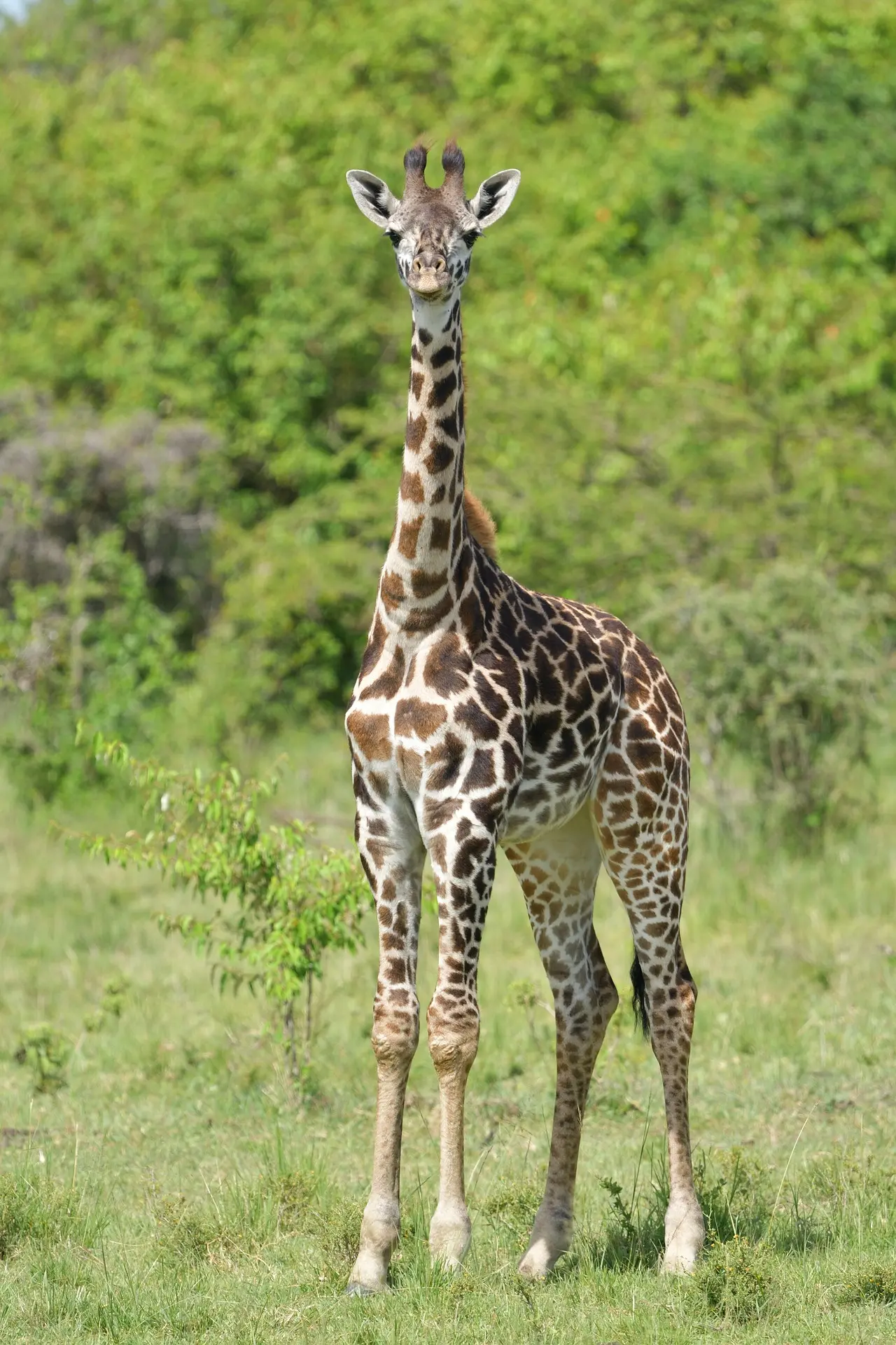 Giraffe view with bushes behind