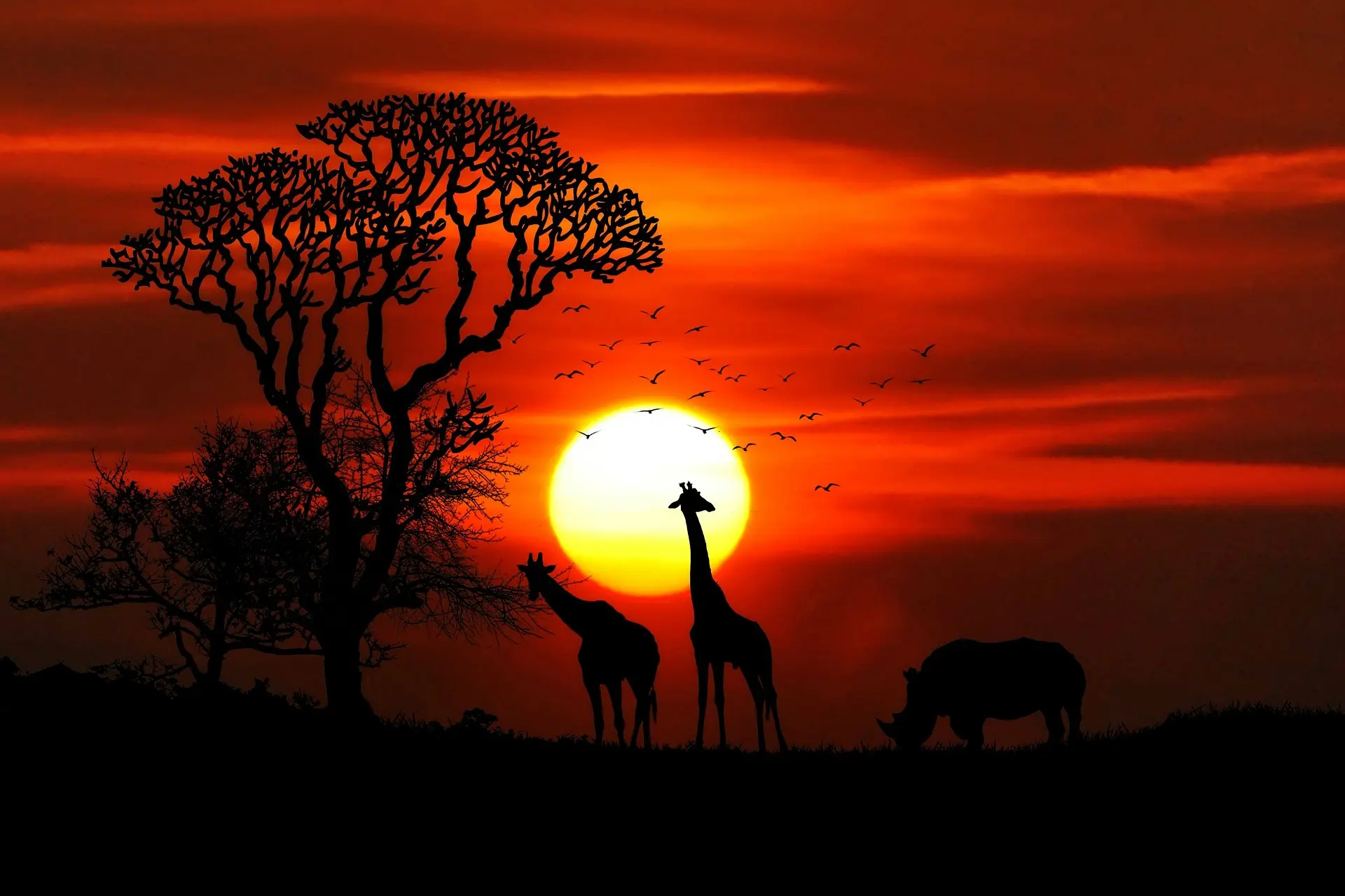 Giraffes in the dusk